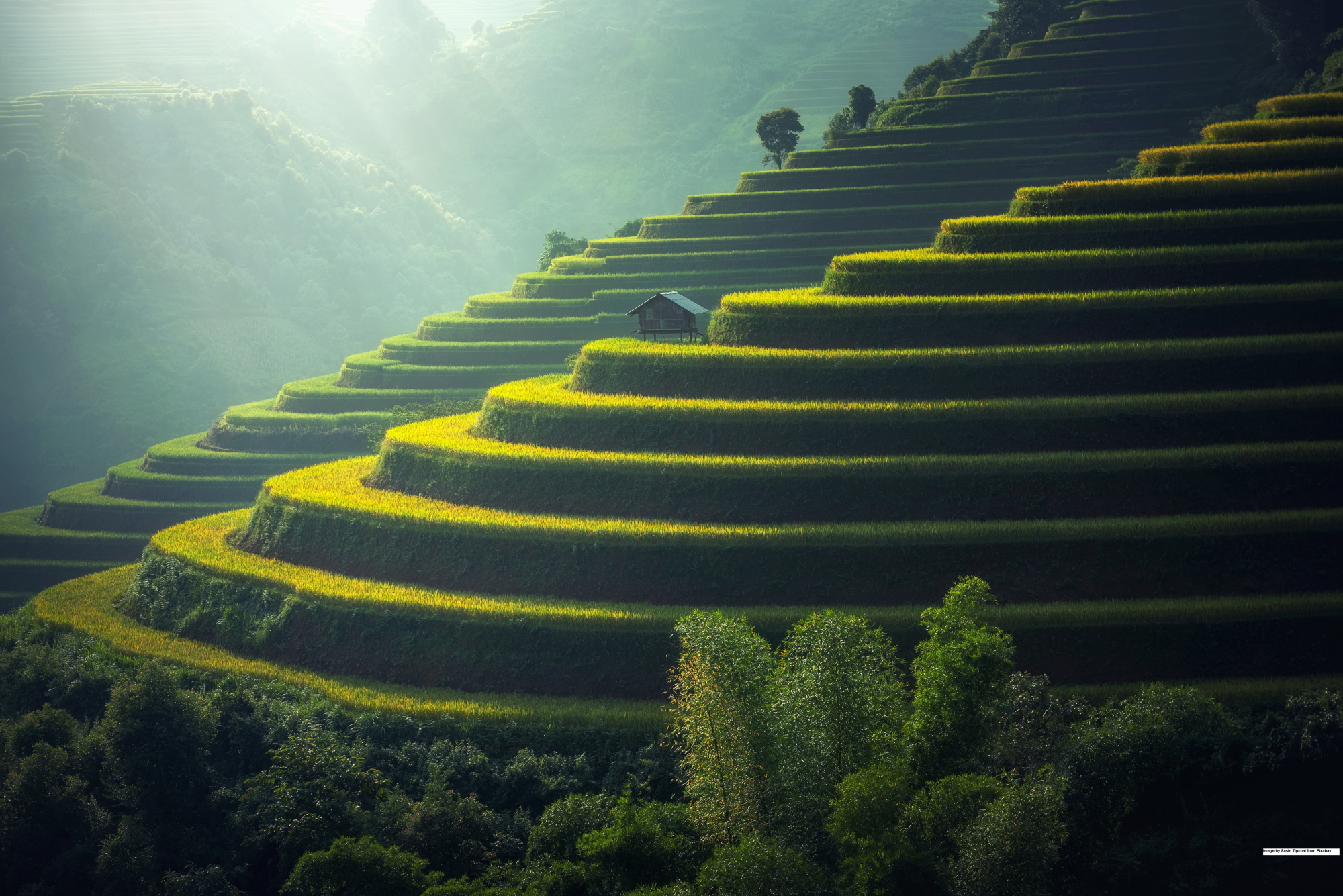 Thailand Rice Plantation